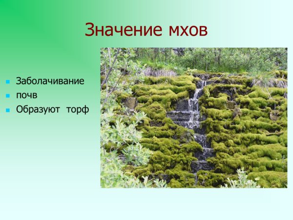 Значение мхов