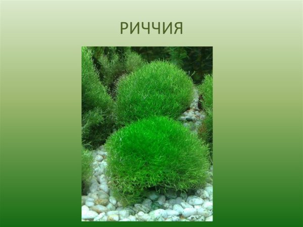Класс мхи риччия