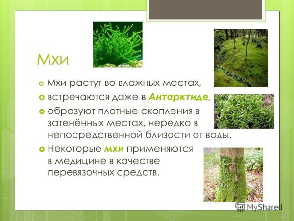 Сообщение о мхах