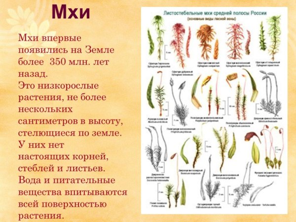 Листостебельные мхи средней полосы России