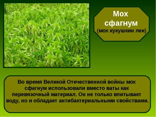 Рассказ о мхе сфагнум