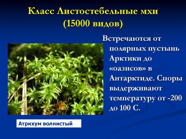 Среда обитания листостебельных мхов. Среда обитания листостебельных мхов
