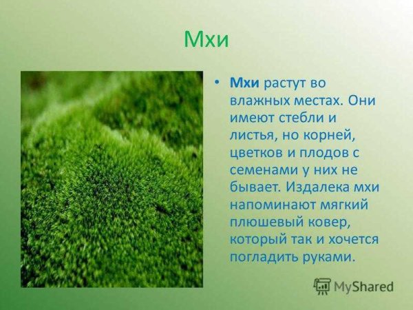 Сообщение о мхах