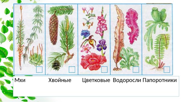 Разнообразие растений рисунок