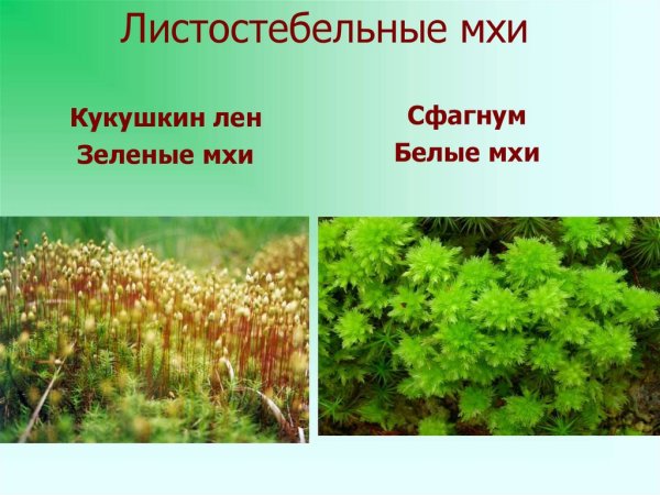 Листостебельные мхи Кукушкин лен