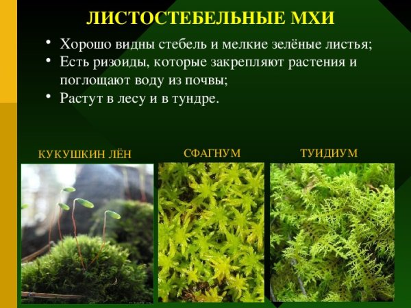 Сфагнум листостебельный