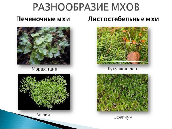 Мхи Моховидные примеры