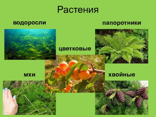 Водоросли мхи папоротники хвойные цветковые растения