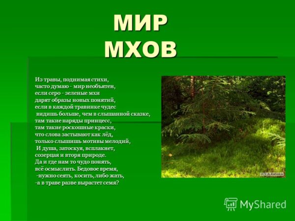Мхи проект 7 класс