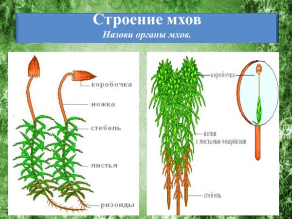 Кукушкин мох строение