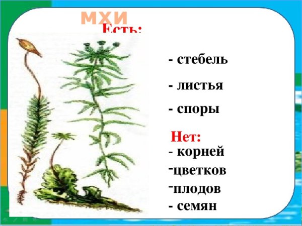 Наличие листьев и стебля у мхов. Наличие листьев и стебля у мхов