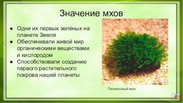 Мхи биология