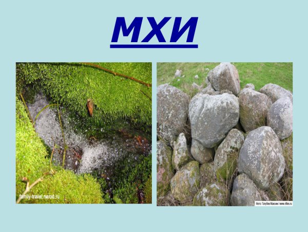 Мхи окружающий мир