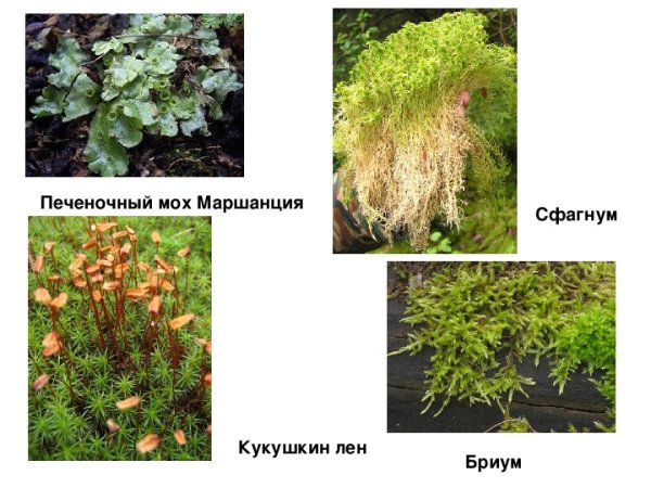 Маршанция Кукушкин лен сфагнум