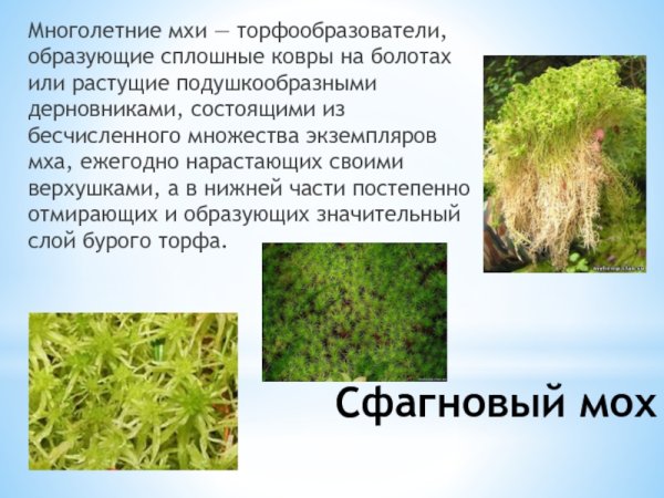 Мох сфагнум слоевищное