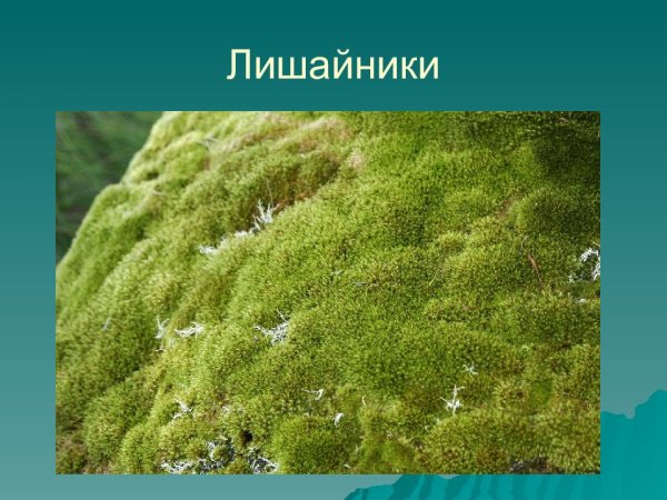 Лишайники водоросли