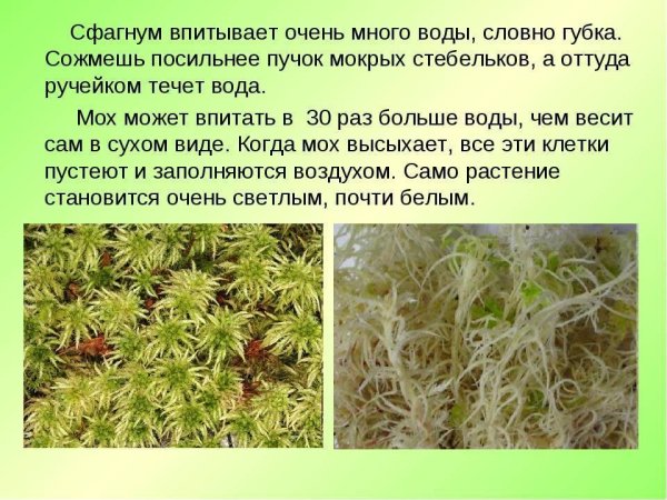 Мох сфагнум растение