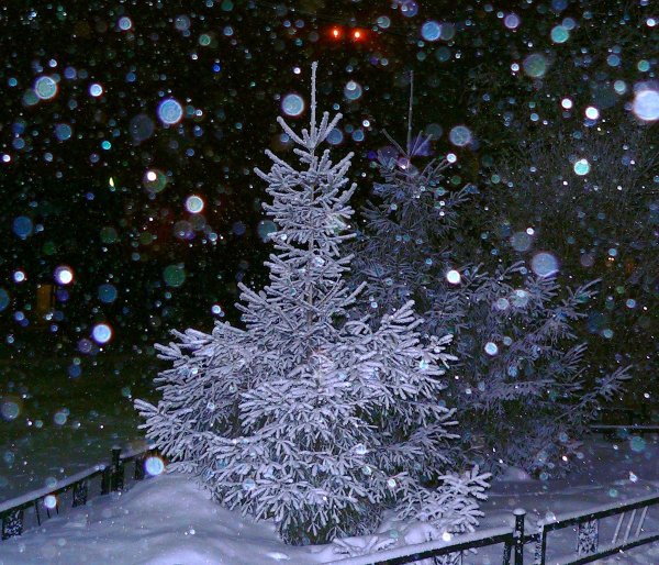 Елки в снегу ночью