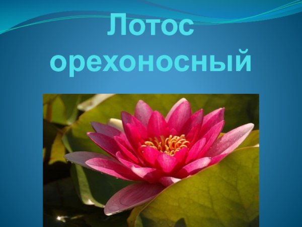 Растения красной книги России Лотос орехоносный