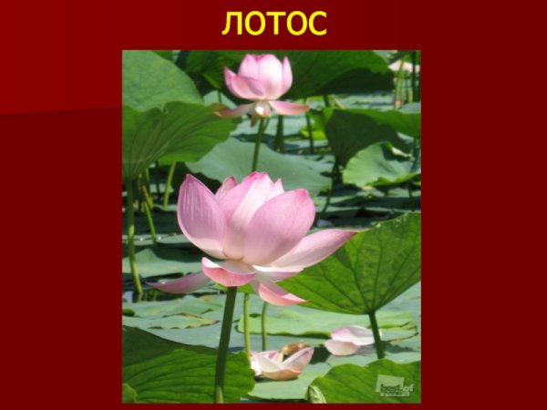 Лотос цветок красная книга