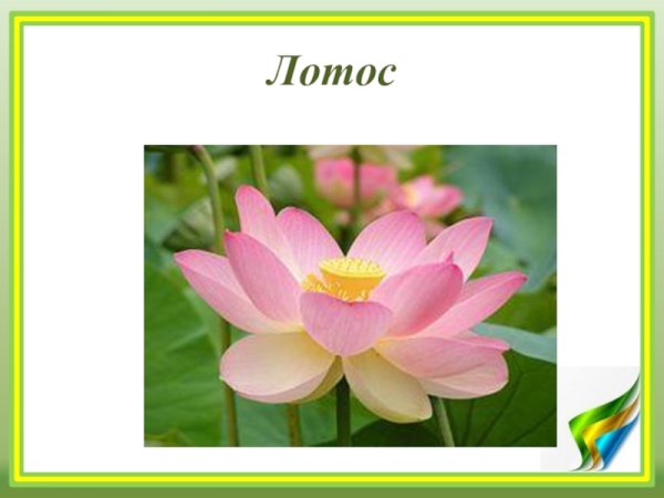 Лотос проект