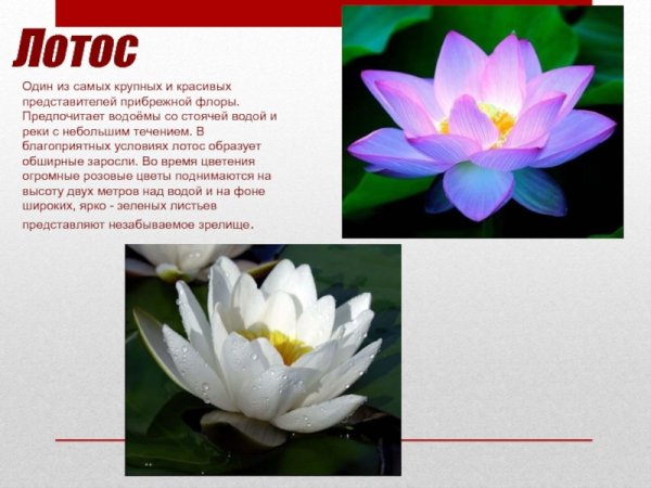 Лотос красная книга