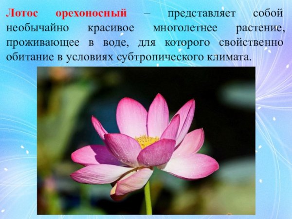 Растения красной книги России Лотос