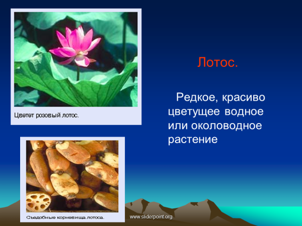 Лотос презентация