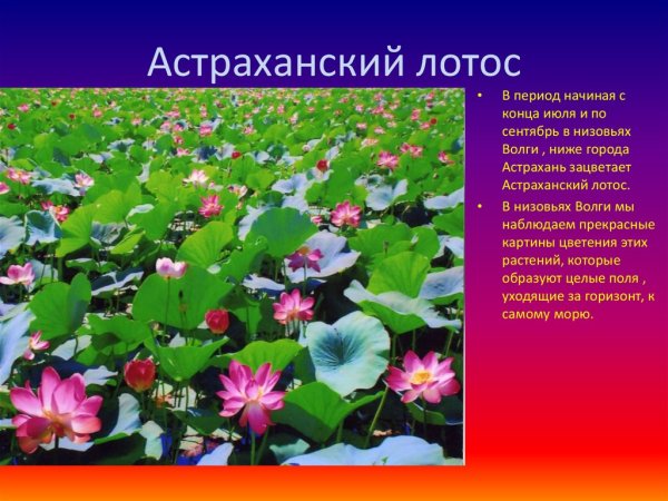 Растительный мир Астраханского края