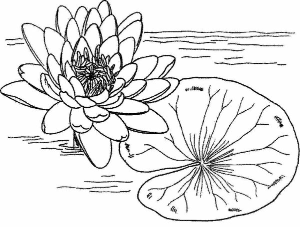 Кувшинка белая (Nymphaea Alba)