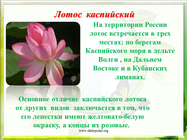 Лотос презентация
