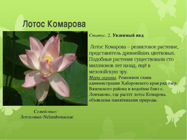 Лотос Комарова сообщение