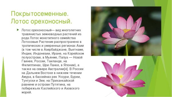 Проект Лотос орехоносный