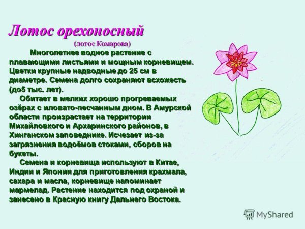Формула цветка лотоса орехоносного