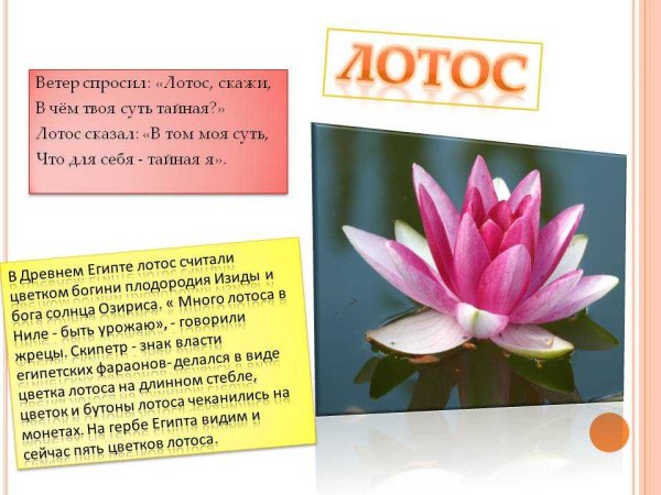 Лотос Легенда о цветке