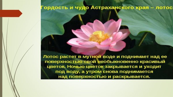 Лотос презентация