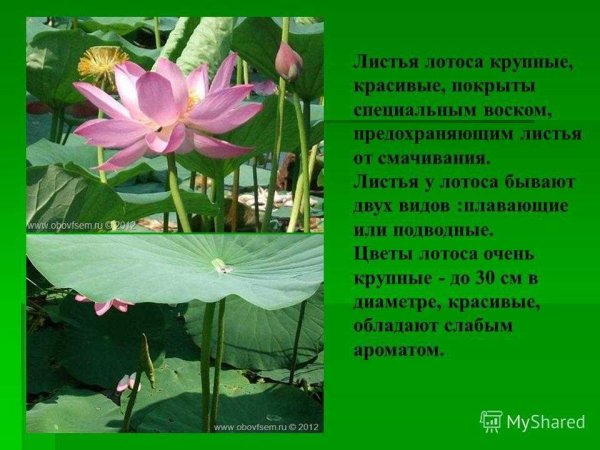 Рассказать о лотосе