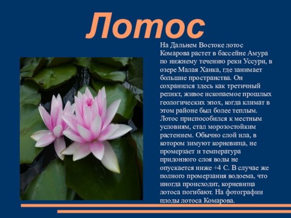 Растения красной книги 2 класс