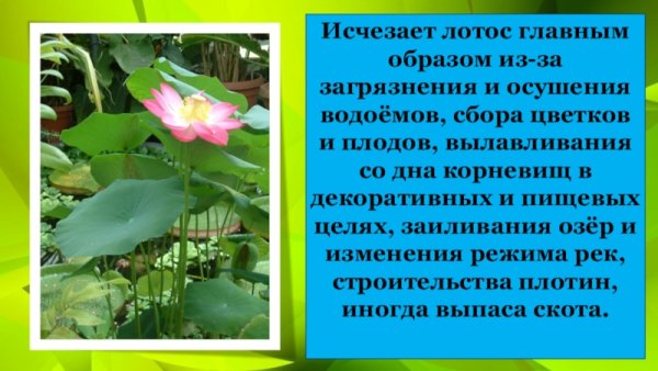 Лотос орехоносный краткое описание