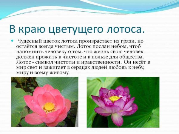 Лотос орехоносный красная Легенда
