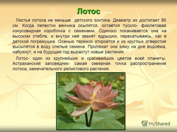 Лотос краткое описание