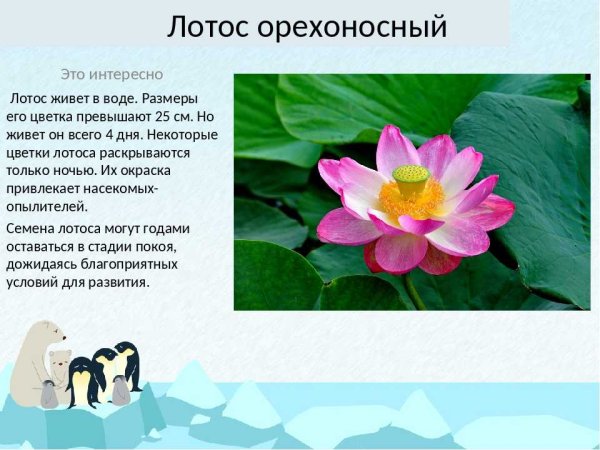 Растения красной книги России Лотос орехоносный