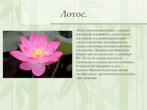 Лотос орехоносный красная книга