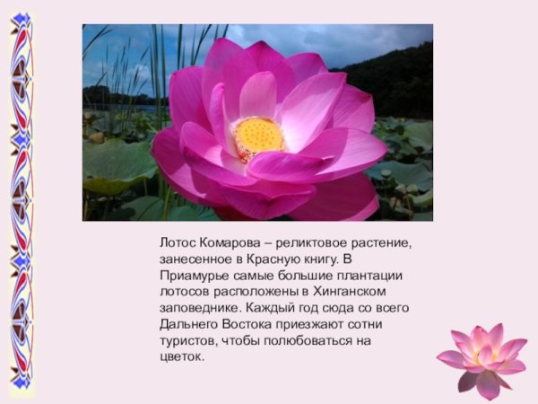Красной книги Амурской области Лотос Комарова