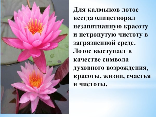 Рассказ о лотосе