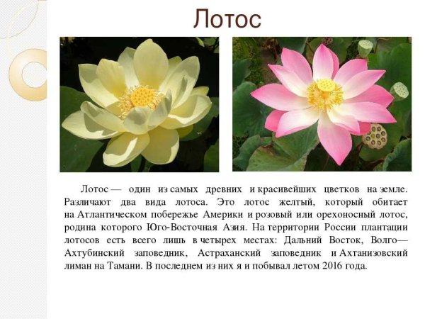 Лотос орехоносный красная книга описание для детей 2 класса