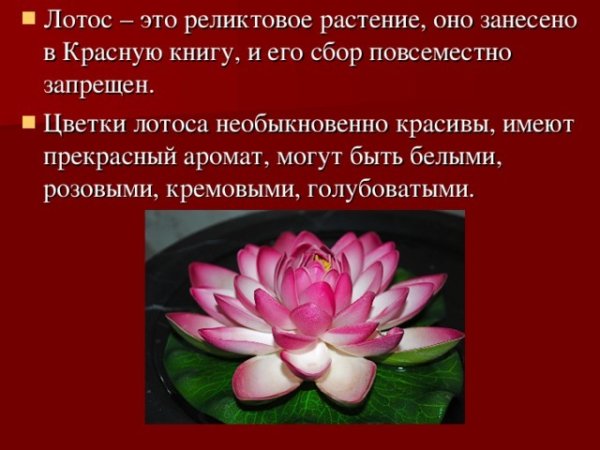 Растения красной книги России Лотос орехоносный