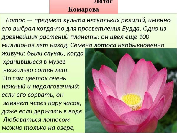 Лотос орехоносный красная книга
