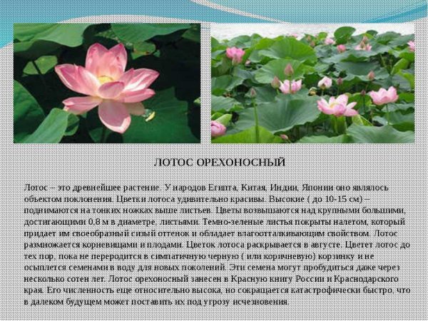 Лотос орехоносный красная книга Астраханской области