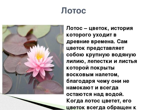 Сообщение о цветке лотос